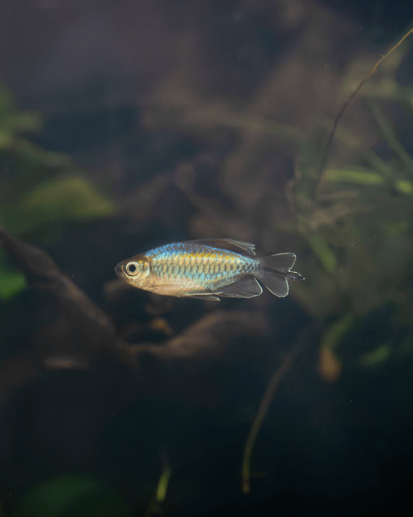 Fische