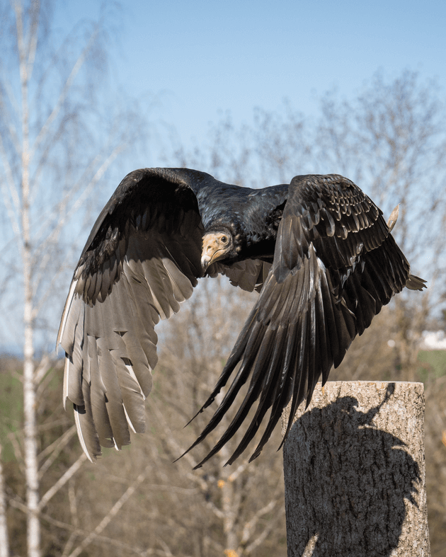 Vögel