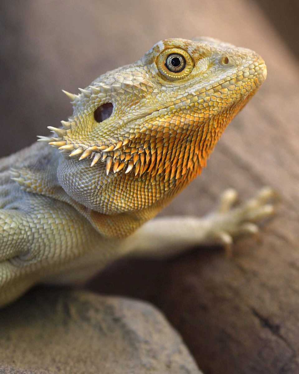 Reptilien