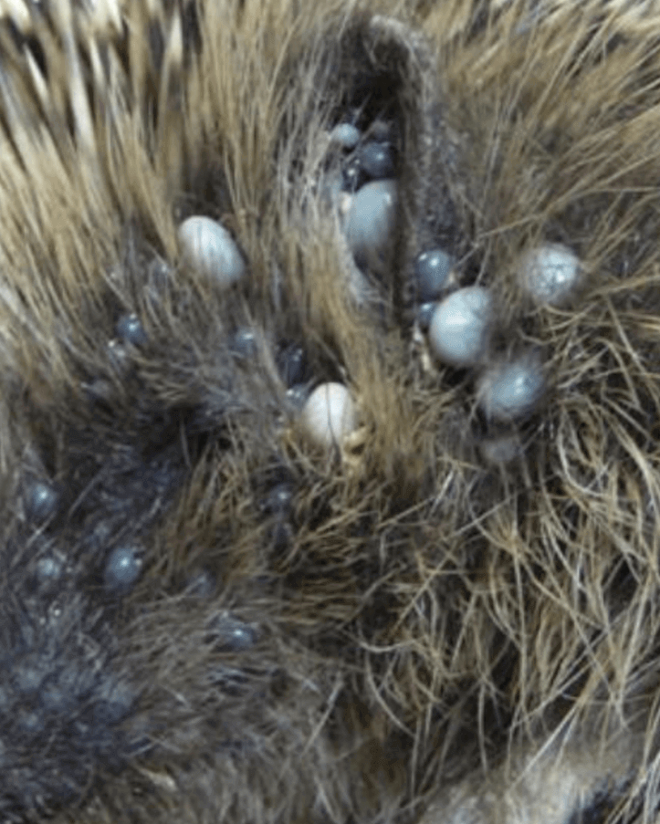 Igel mit Zecken und Flöhen