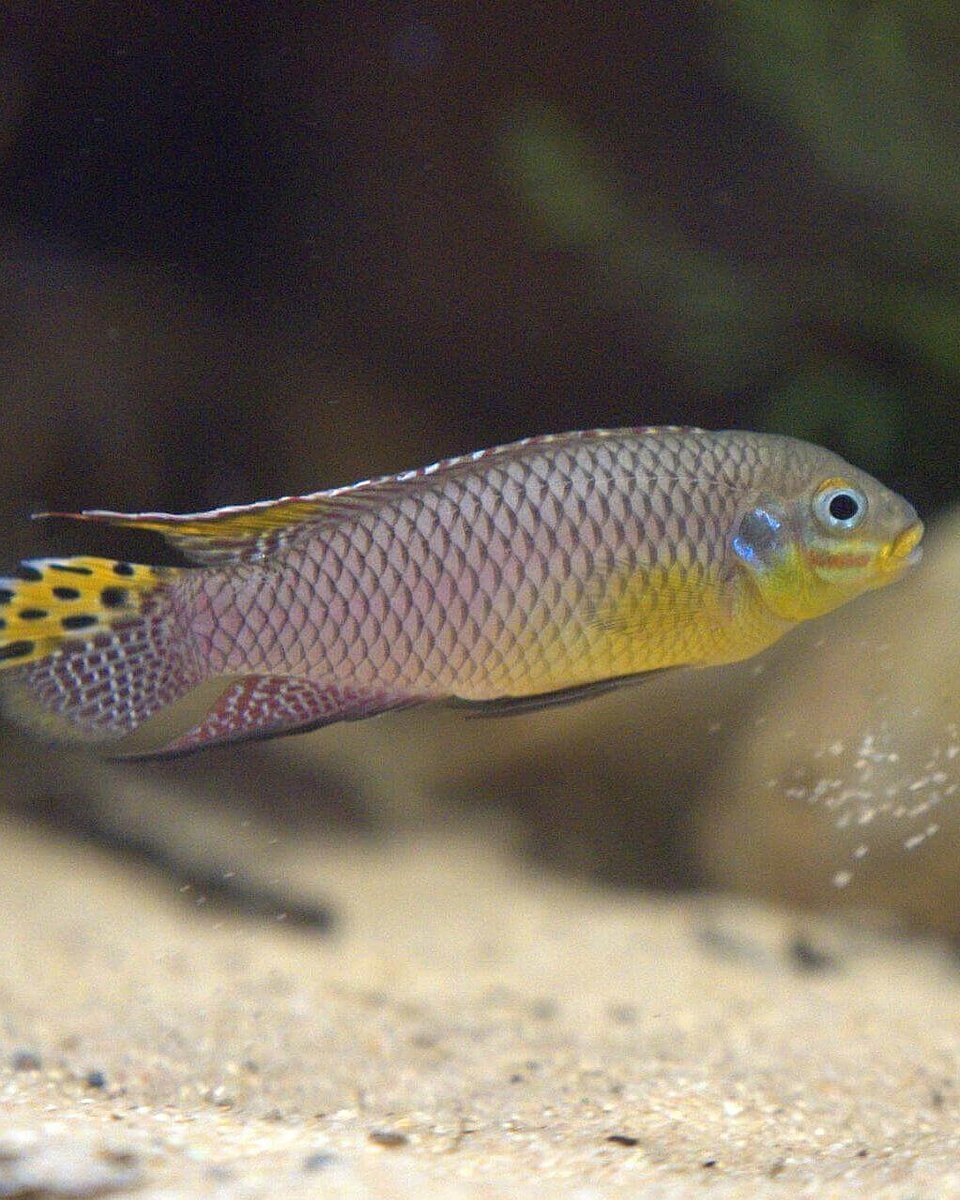 Fische
